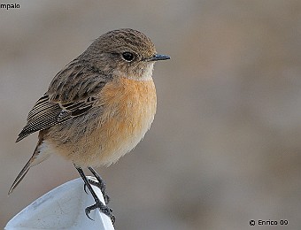 Animali 396